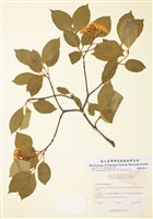 藏品(美國莢迷)的圖片